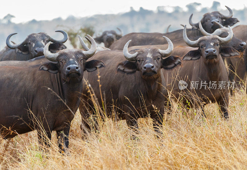 Cape Buffalo Herd, Tarangire，坦桑尼亚非洲